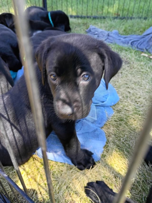 Labrador Retriever Puppies media 2