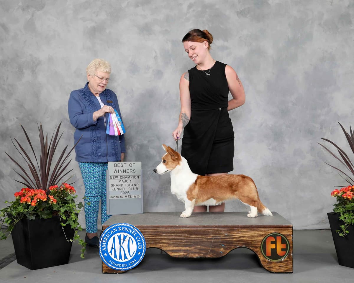 Pembroke Welsh Corgi Puppies breeder image 2