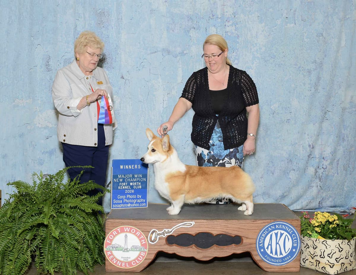 Pembroke Welsh Corgi Puppies breeder image 3