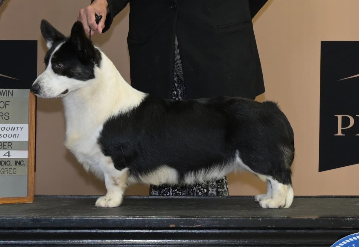Pembroke Welsh Corgi Puppies breeder image 7
