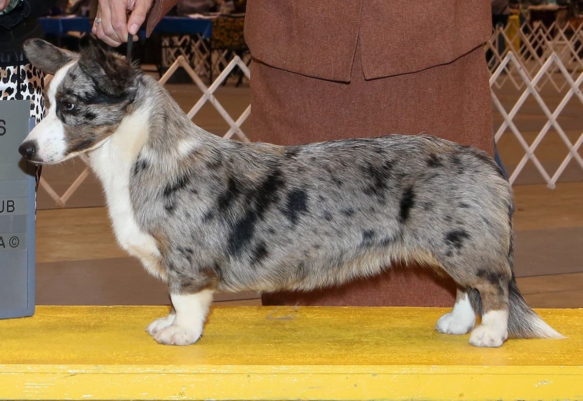 Pembroke Welsh Corgi Puppies breeder image 9