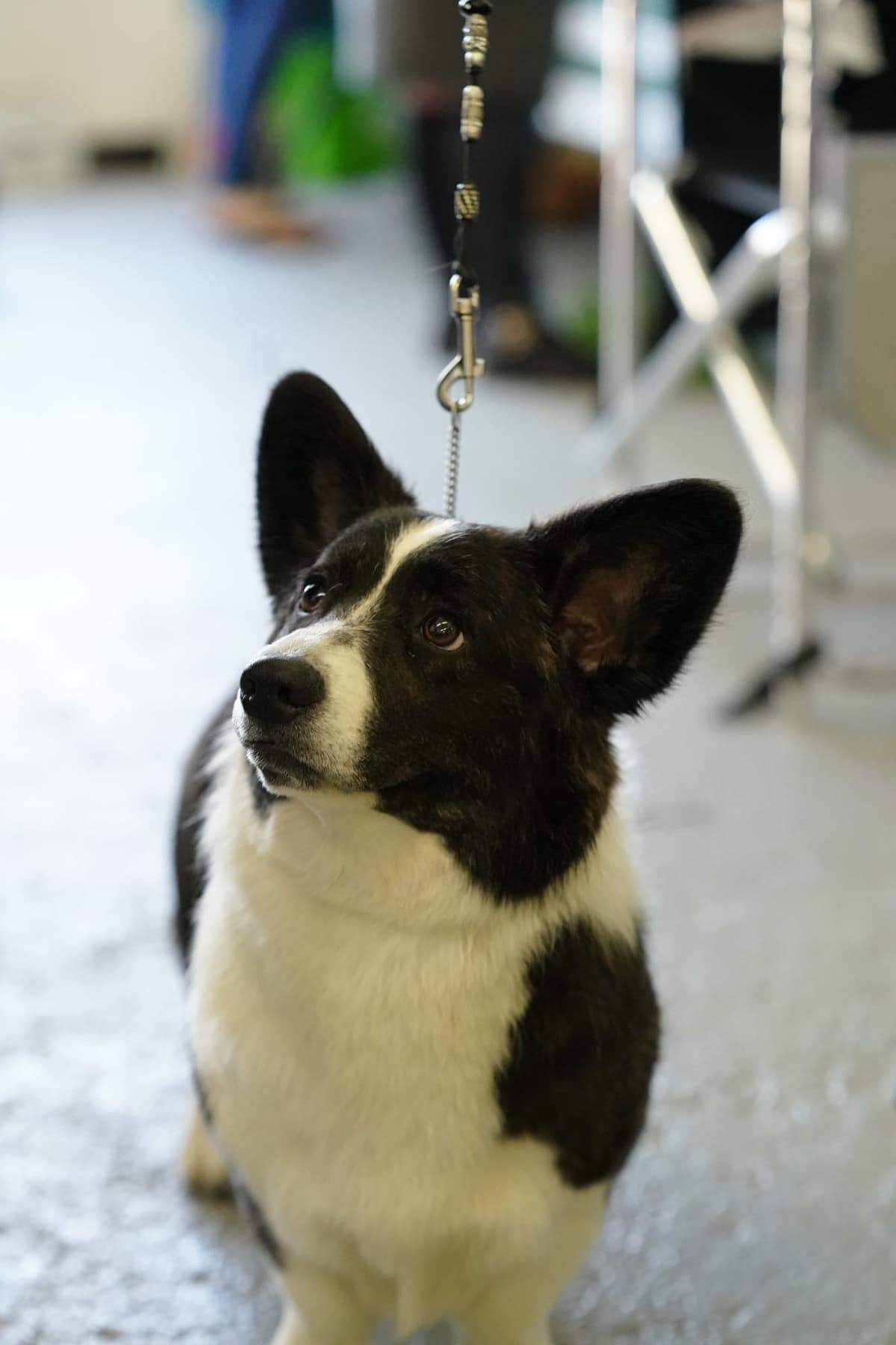 Pembroke Welsh Corgi Puppies breeder image 10