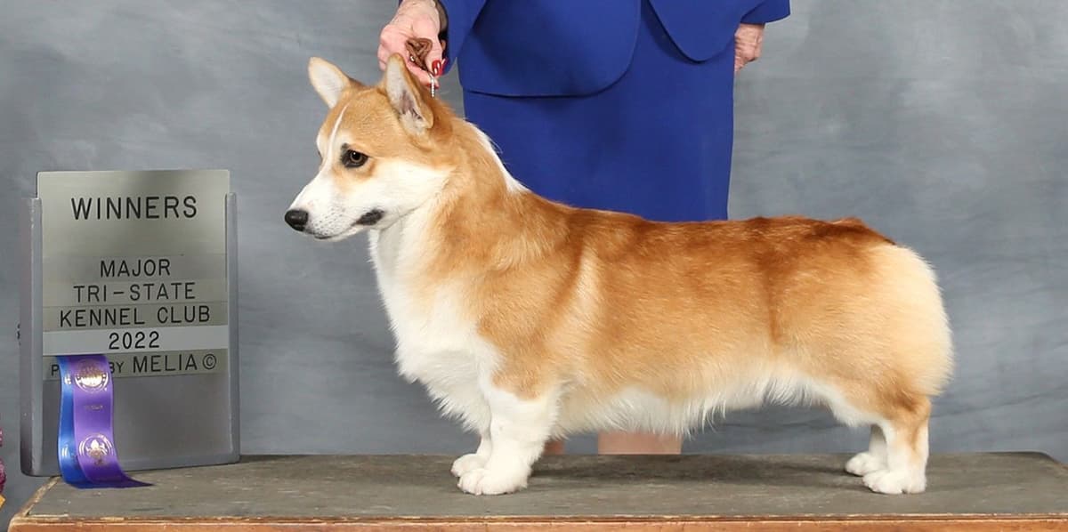 Pembroke Welsh Corgi Puppies breeder image 11