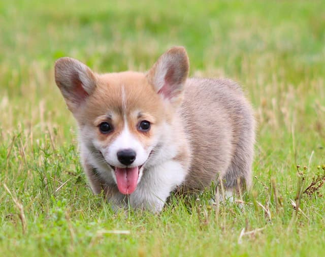 Pembroke Welsh Corgi Puppies media 2