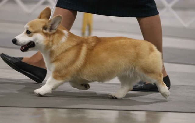 Pembroke Welsh Corgi Puppies media 4