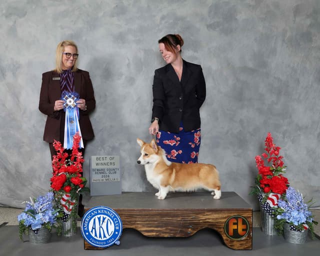 Pembroke Welsh Corgi Puppies media 5