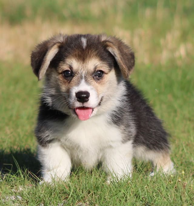 Pembroke Welsh Corgi Puppies media 4