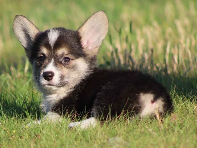 Pembroke Welsh Corgi Puppies media 5