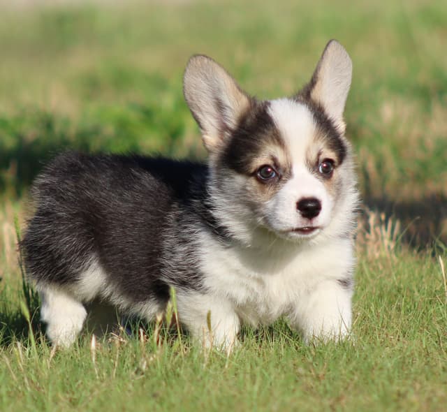 Pembroke Welsh Corgi Puppies media 2