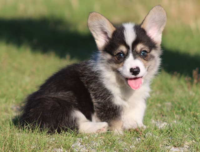 Pembroke Welsh Corgi Puppies media 8