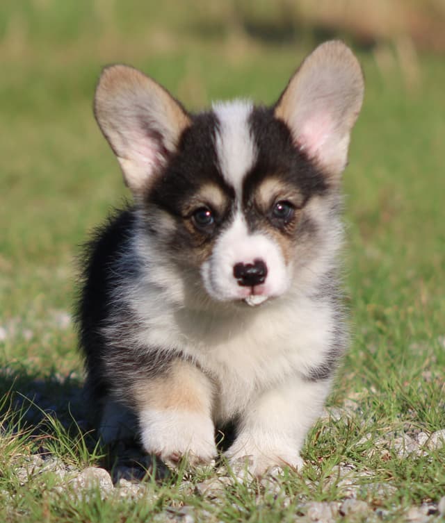 Pembroke Welsh Corgi Puppies media 7