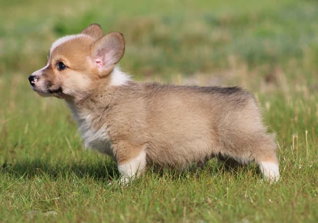 Pembroke Welsh Corgi Puppies media 4