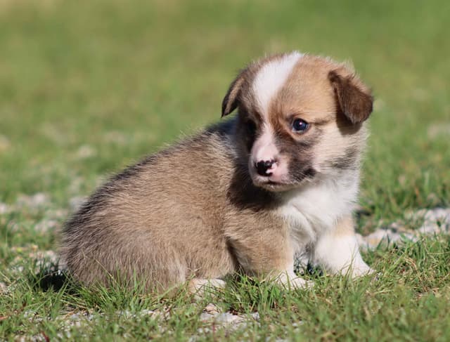 Pembroke Welsh Corgi Puppies media 2