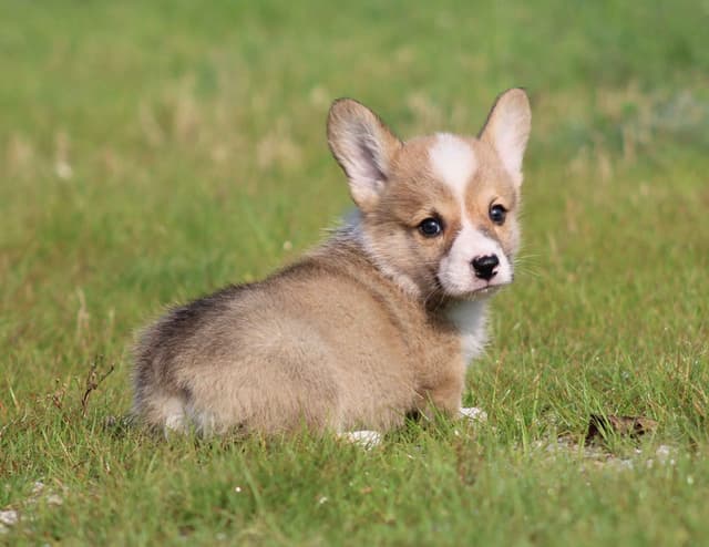 Pembroke Welsh Corgi Puppies media 5