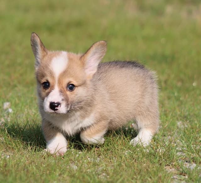 Pembroke Welsh Corgi Puppies media 8