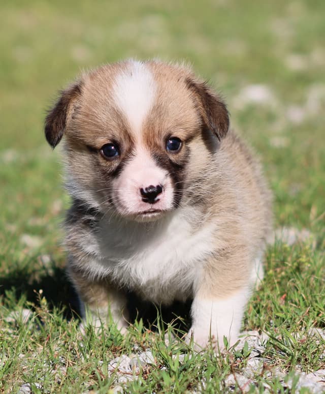 Pembroke Welsh Corgi Puppies media 6
