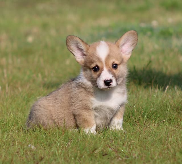 Pembroke Welsh Corgi Puppies media 3