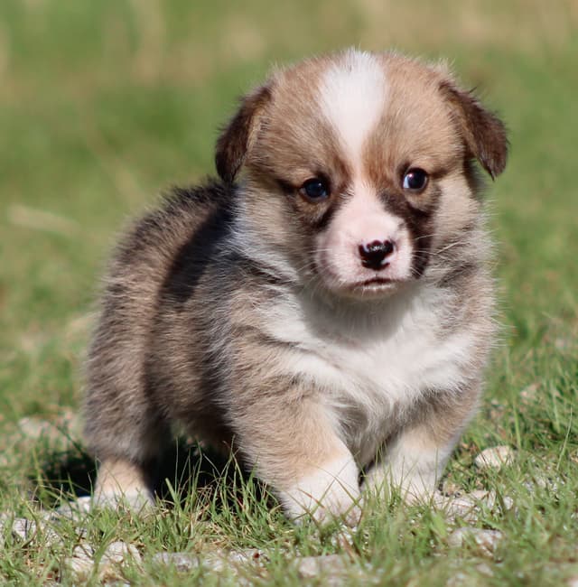 Pembroke Welsh Corgi Puppies media 7