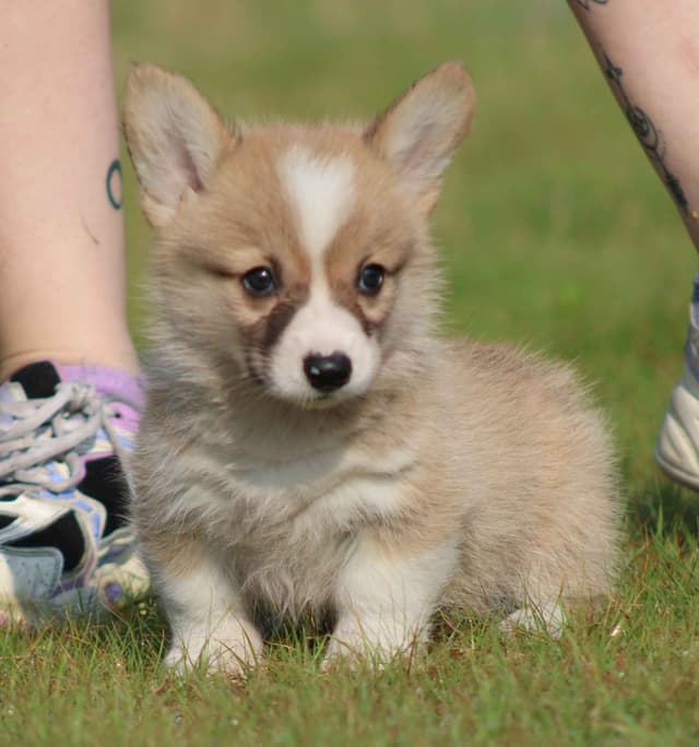 Pembroke Welsh Corgi Puppies media 9