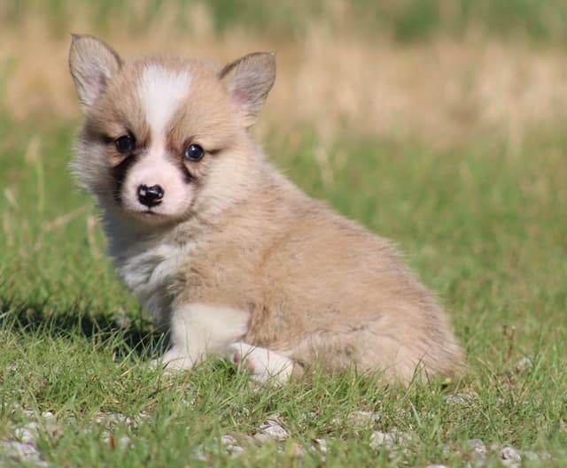 Pembroke Welsh Corgi Puppies media 10