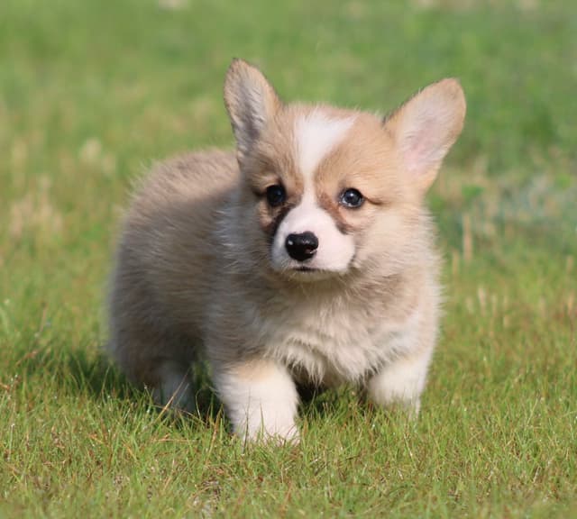 Pembroke Welsh Corgi Puppies media 14