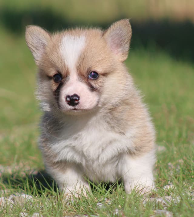Pembroke Welsh Corgi Puppies media 12