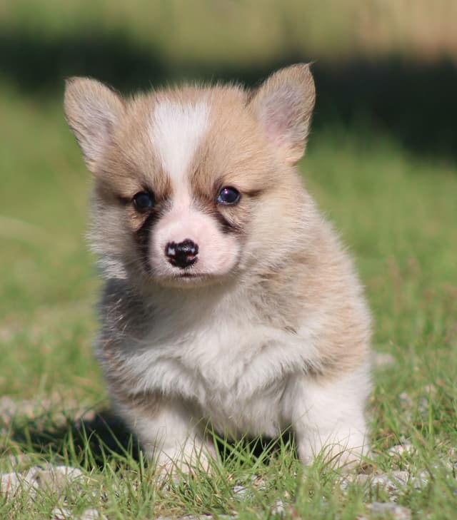 Pembroke Welsh Corgi Puppies media 11