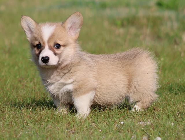 Pembroke Welsh Corgi Puppies media 15