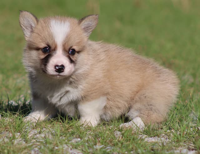 Pembroke Welsh Corgi Puppies media 16