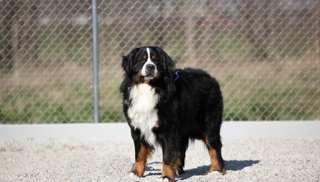 Bernese Mountain Dog Puppies media 2