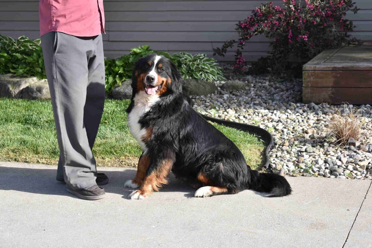 Bernese Mountain Dog Puppies breeder image 1