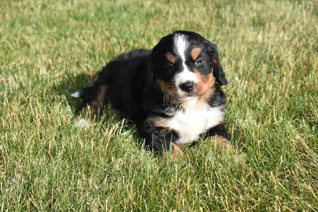 Bernese Mountain Dog Puppies media 3
