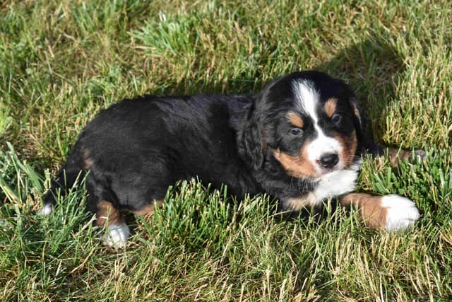 Bernese Mountain Dog Puppies media 4
