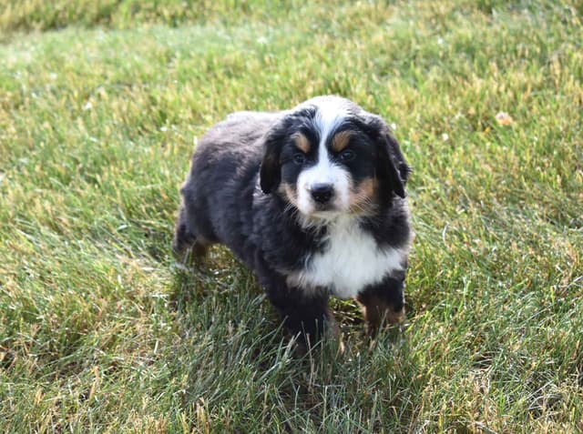 Bernese Mountain Dog Puppies media 6