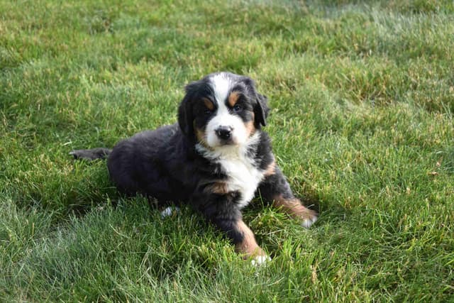 Bernese Mountain Dog Puppies media 7