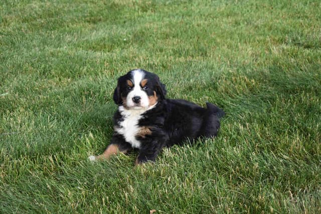 Bernese Mountain Dog Puppies media 8