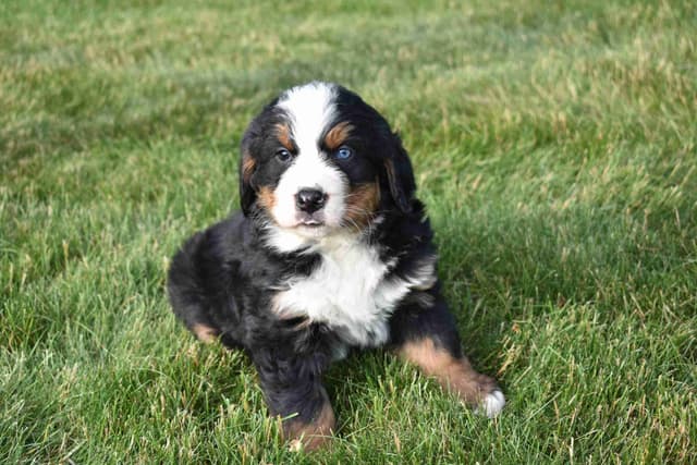 Bernese Mountain Dog Puppies media 9