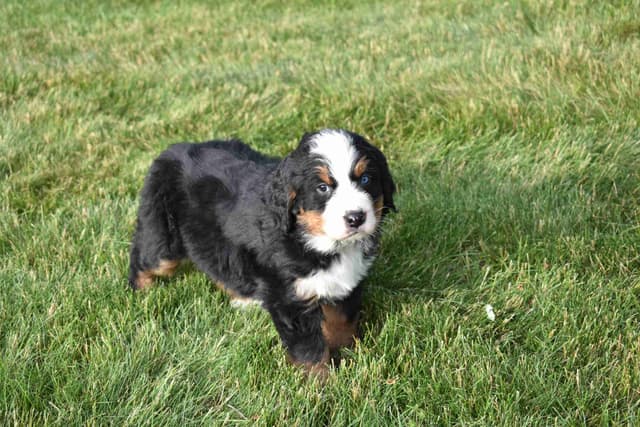 Bernese Mountain Dog Puppies media 10
