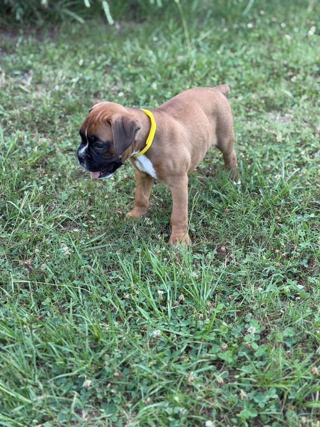 Boxer Puppies media 2