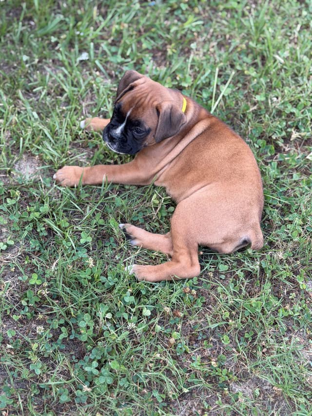 Boxer Puppies media 3