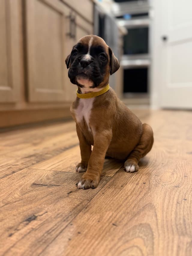 Boxer Puppies media 5
