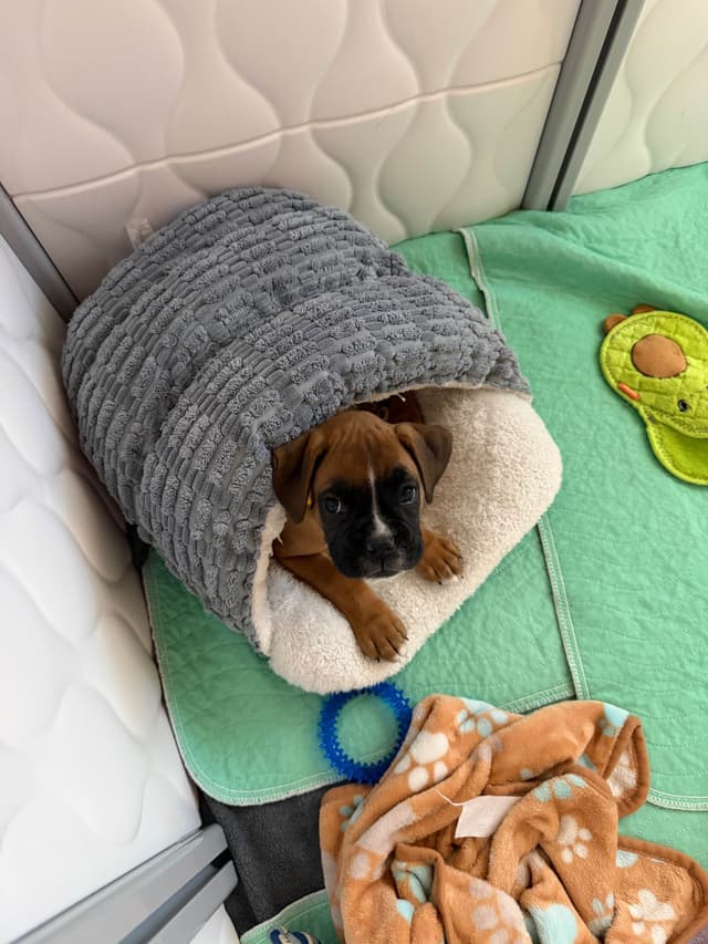 Boxer Puppies media 4