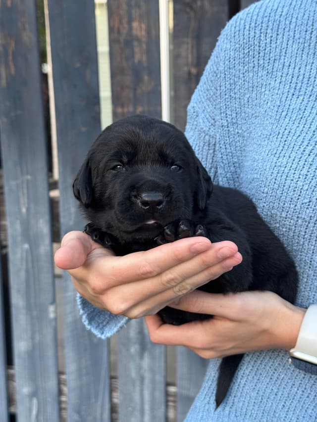 Labrador Retriever Puppies media 4