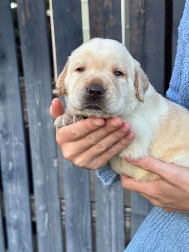 Labrador Retriever Puppies media 5