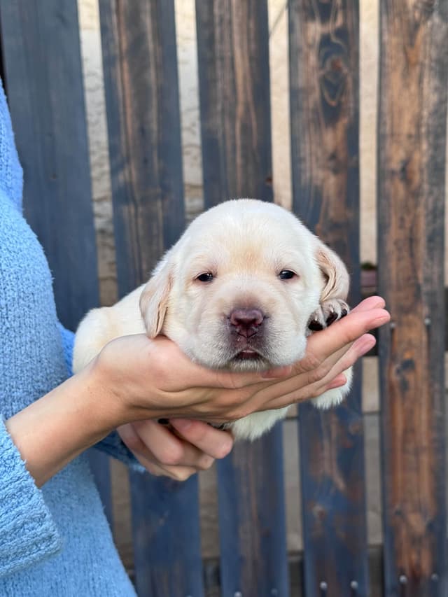 Labrador Retriever Puppies media 6