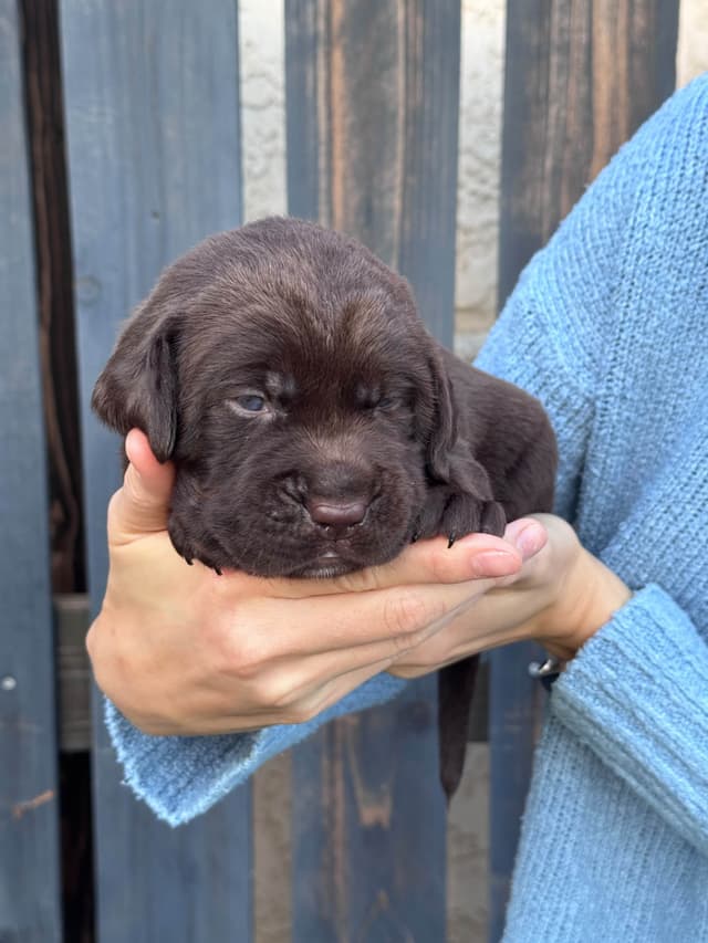 Labrador Retriever Puppies media 7
