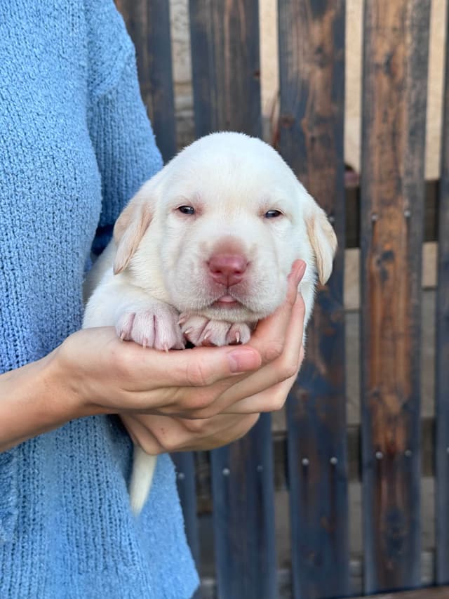 Labrador Retriever Puppies media 8