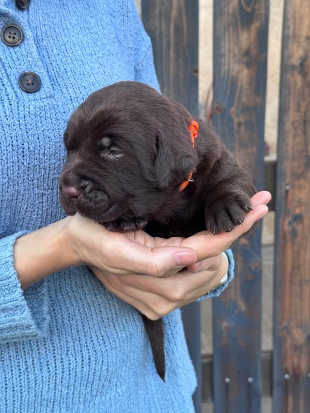 Labrador Retriever Puppies media 10