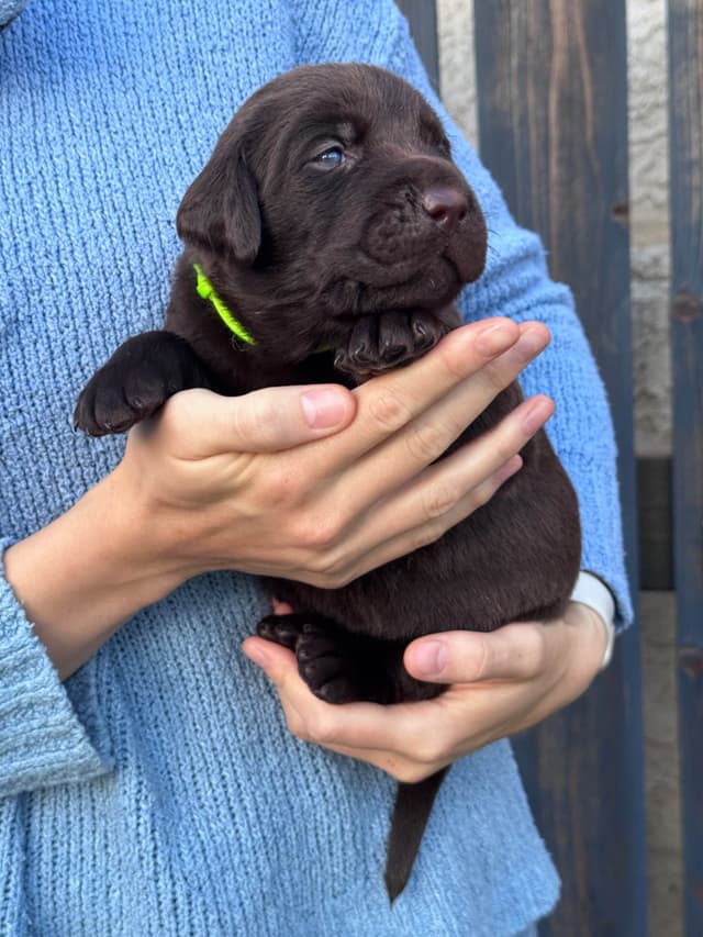 Labrador Retriever Puppies media 11