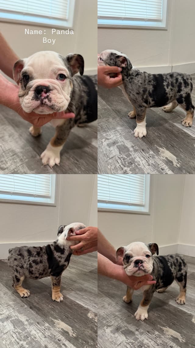 5 English Bulldog Puppies media 2